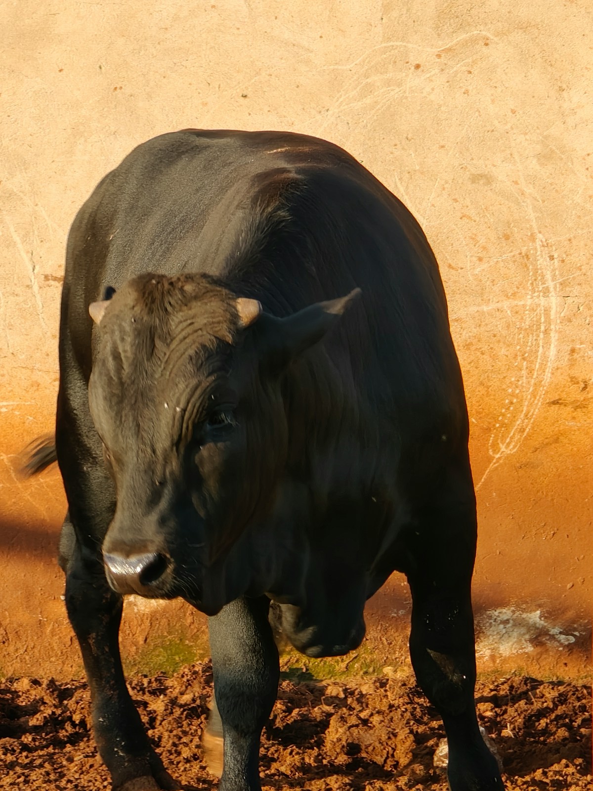 Bull
