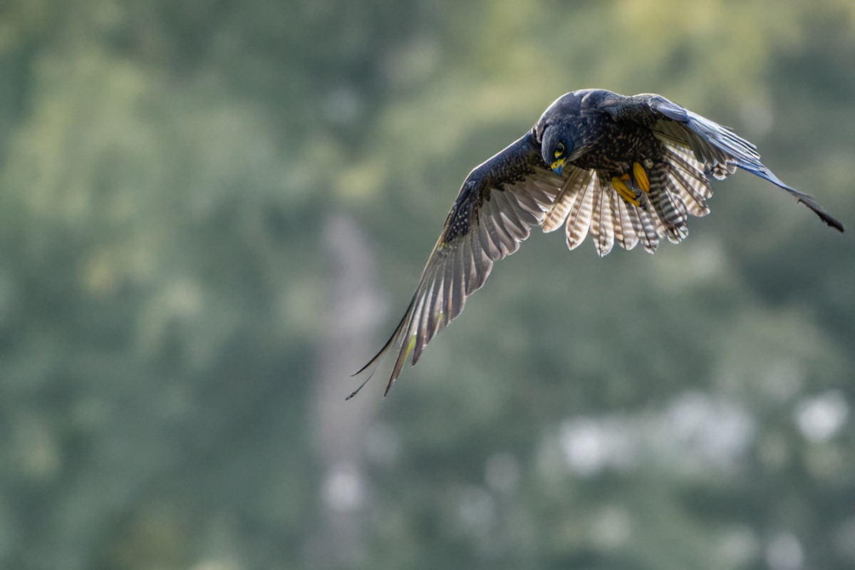Falcon