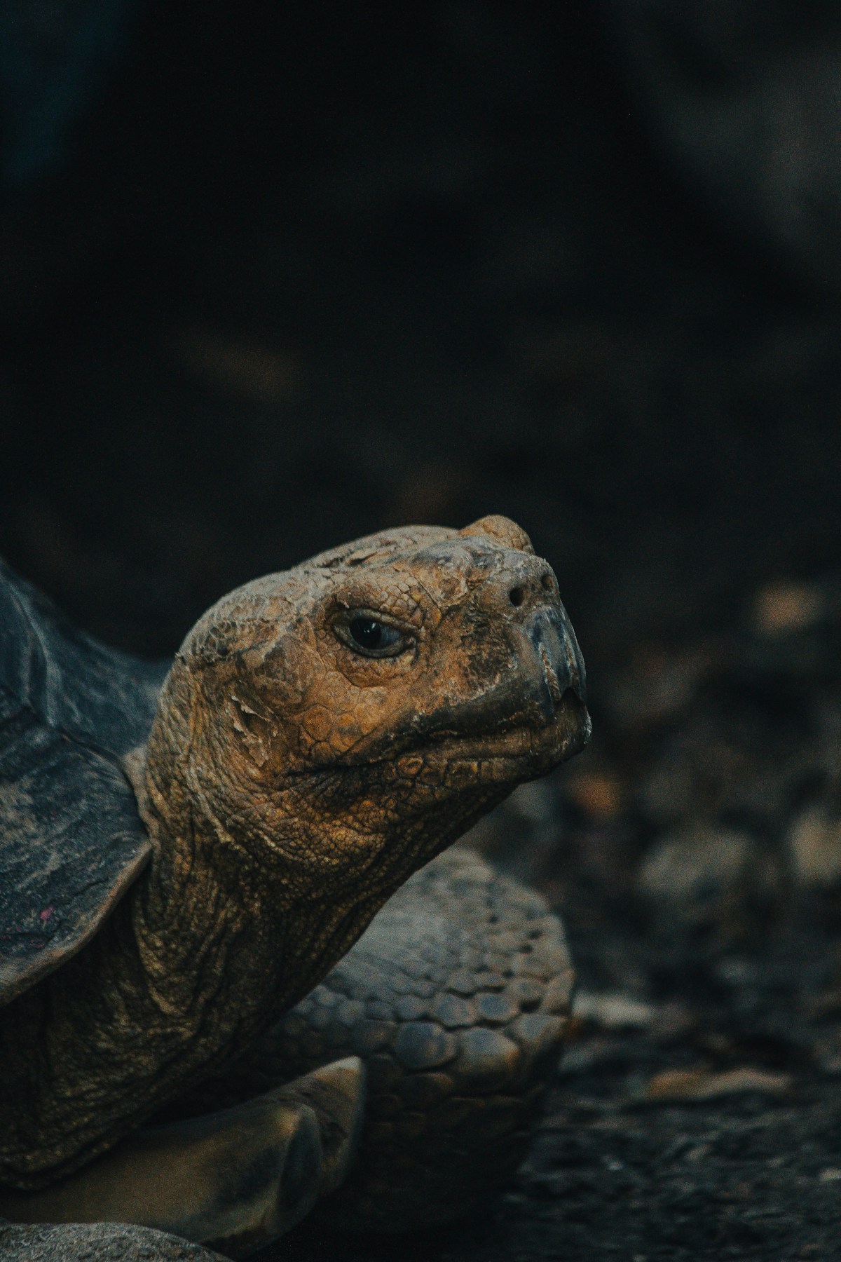 Tortoise